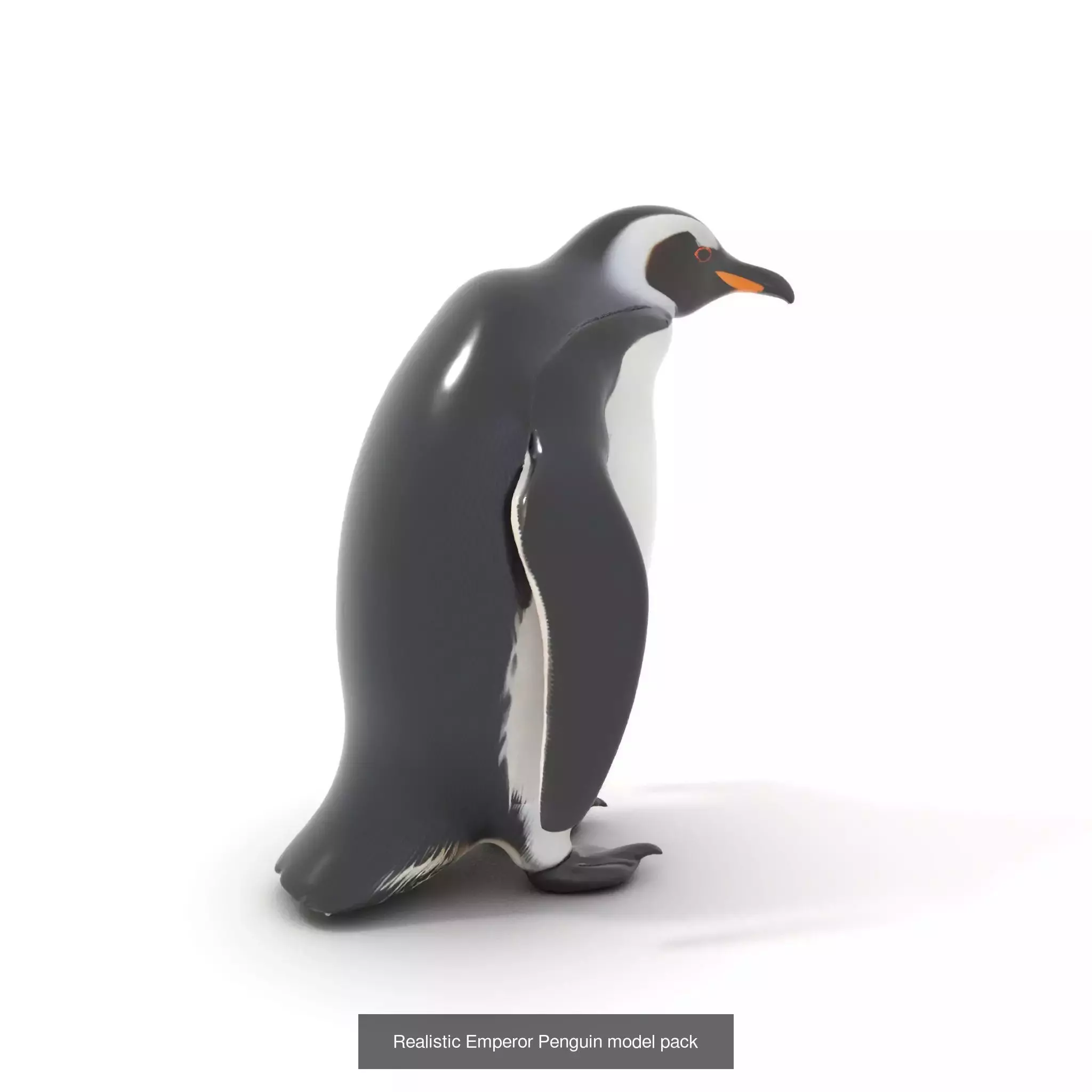 Avian Creations Pack 3D Model Collection_49