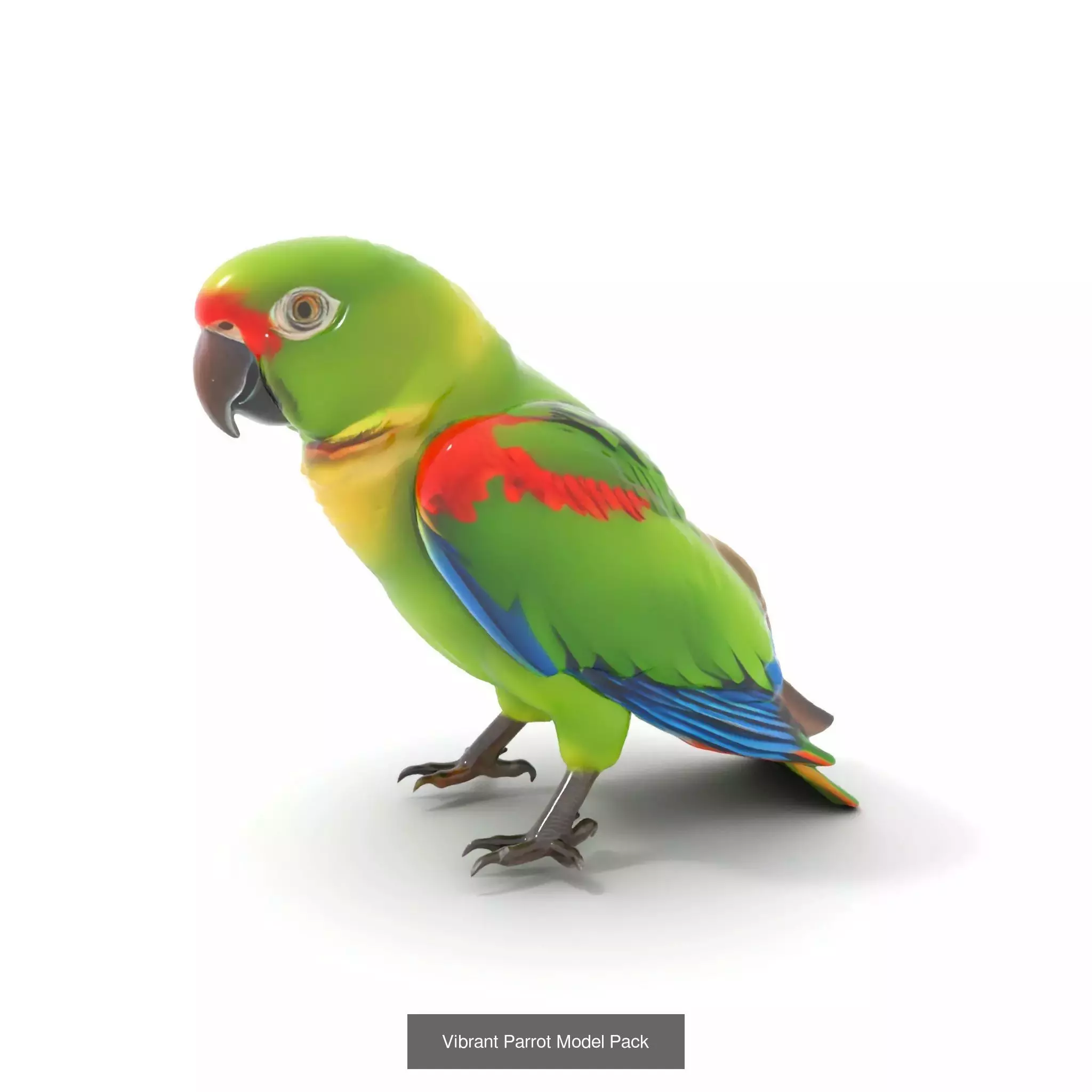Avian Creations Pack 3D Model Collection_60