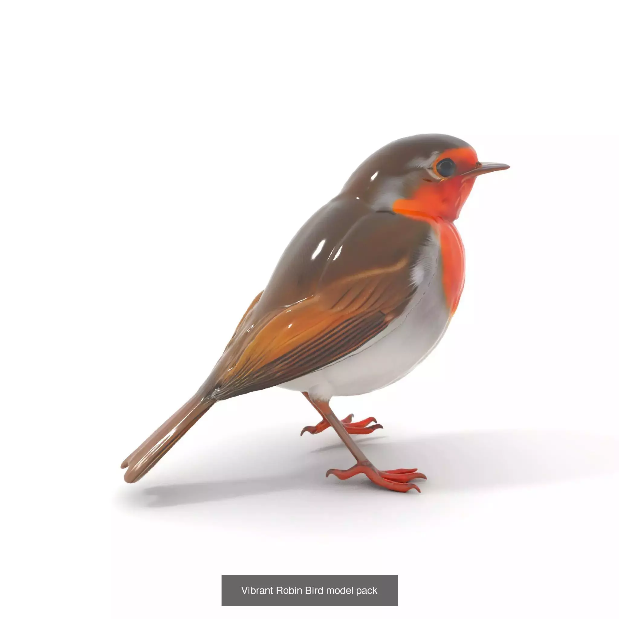 Avian Creations Pack 3D Model Collection_70