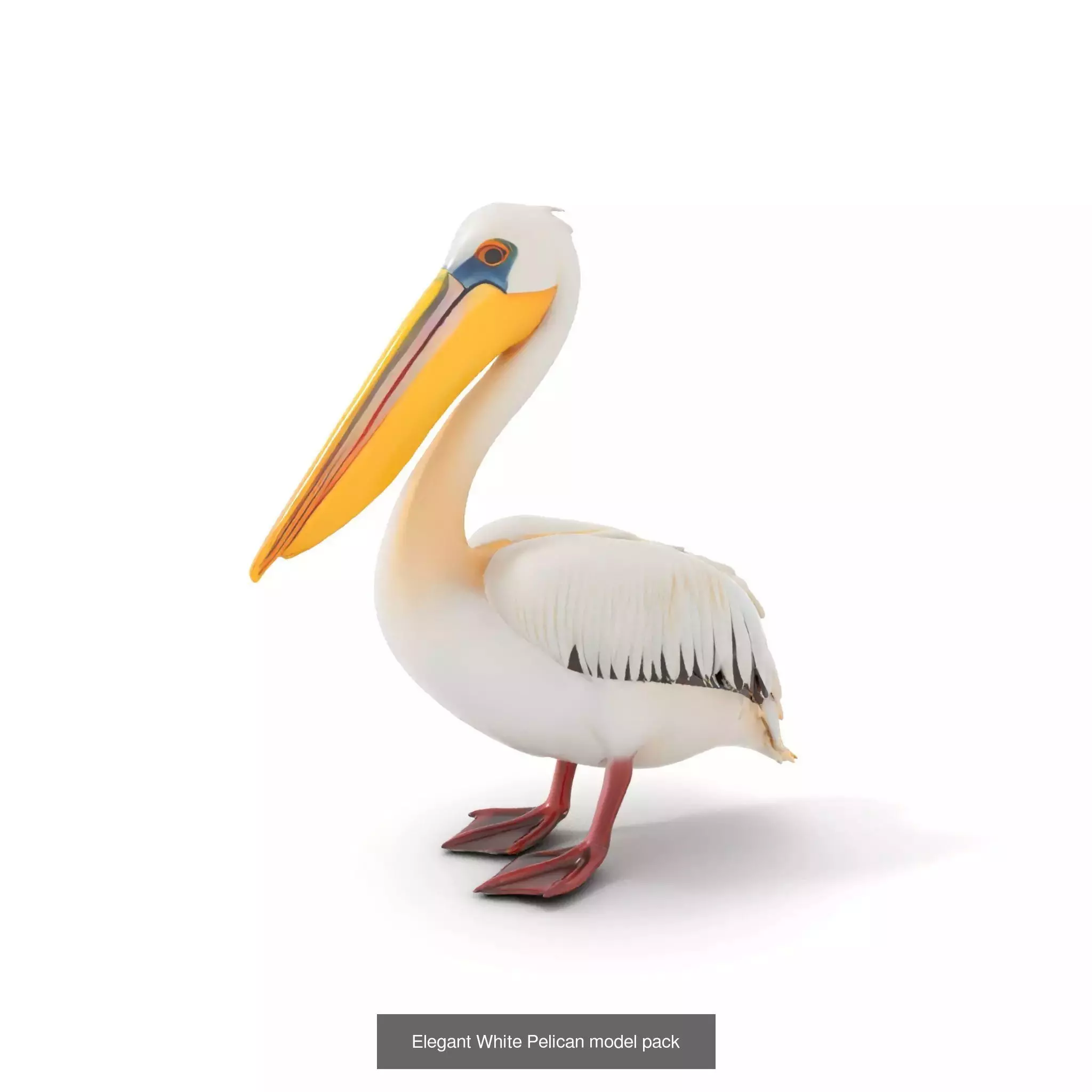 Avian Creations Pack 3D Model Collection_65