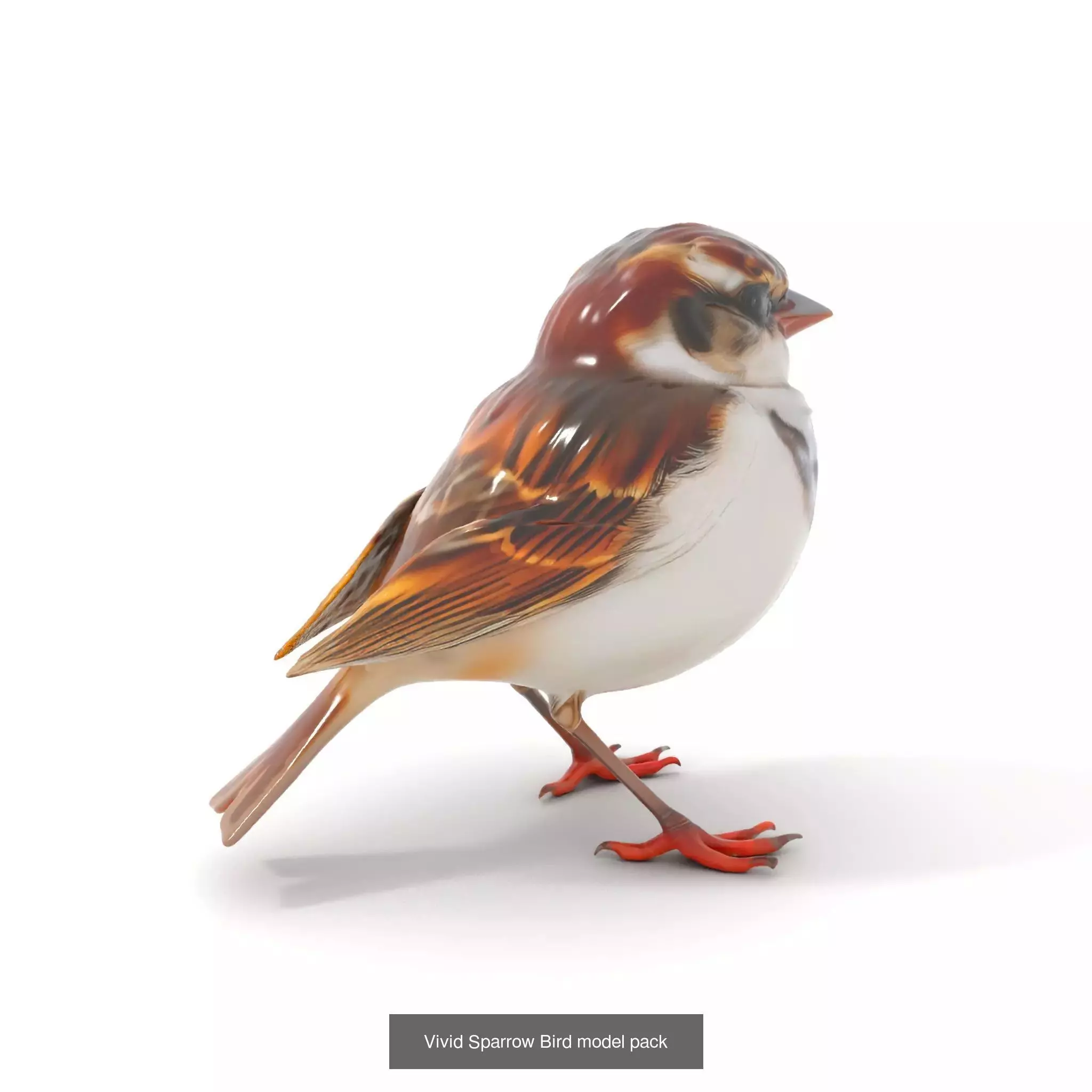 Avian Creations Pack 3D Model Collection_48