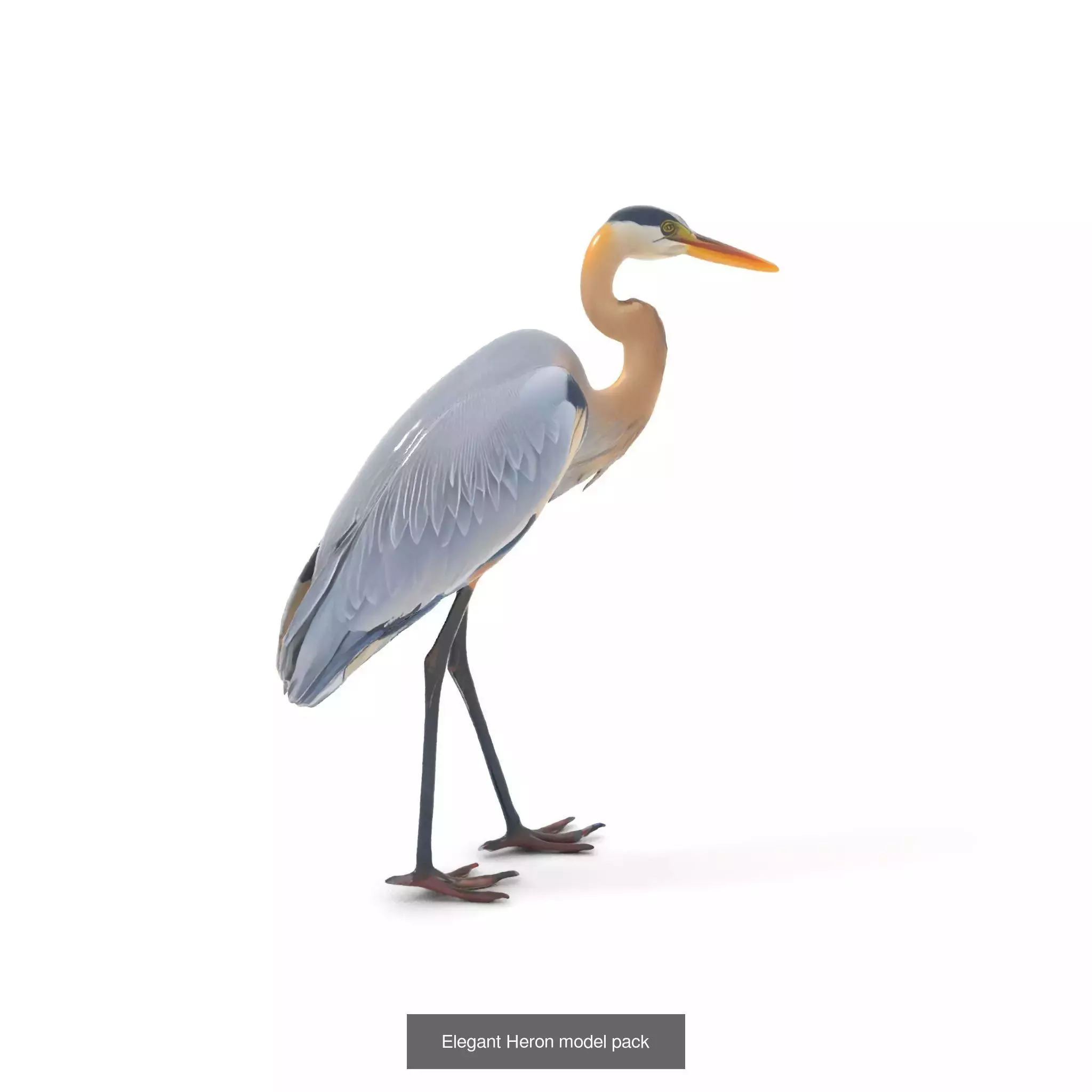 Avian Creations Pack 3D Model Collection_53