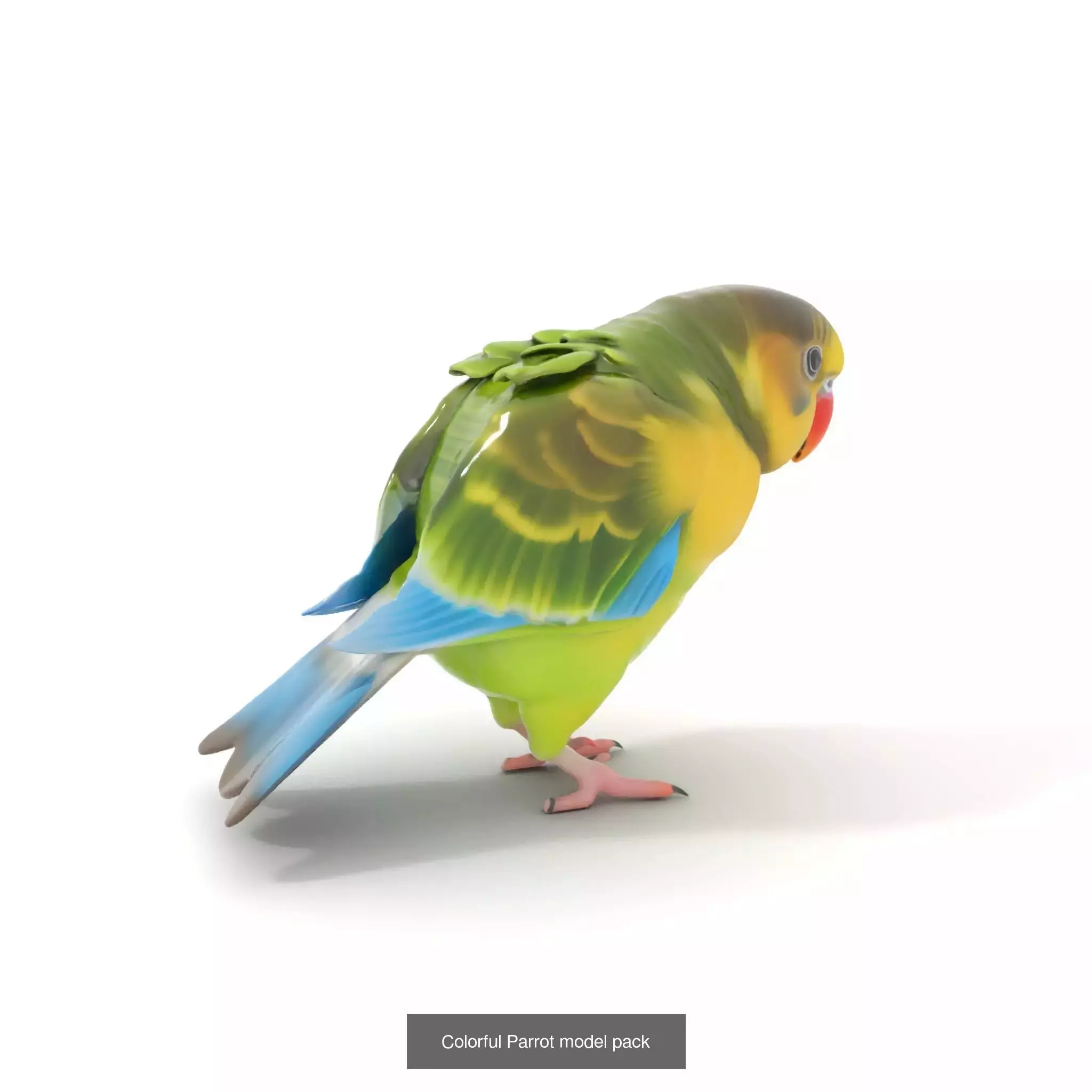 Avian Creations Pack 3D Model Collection_52