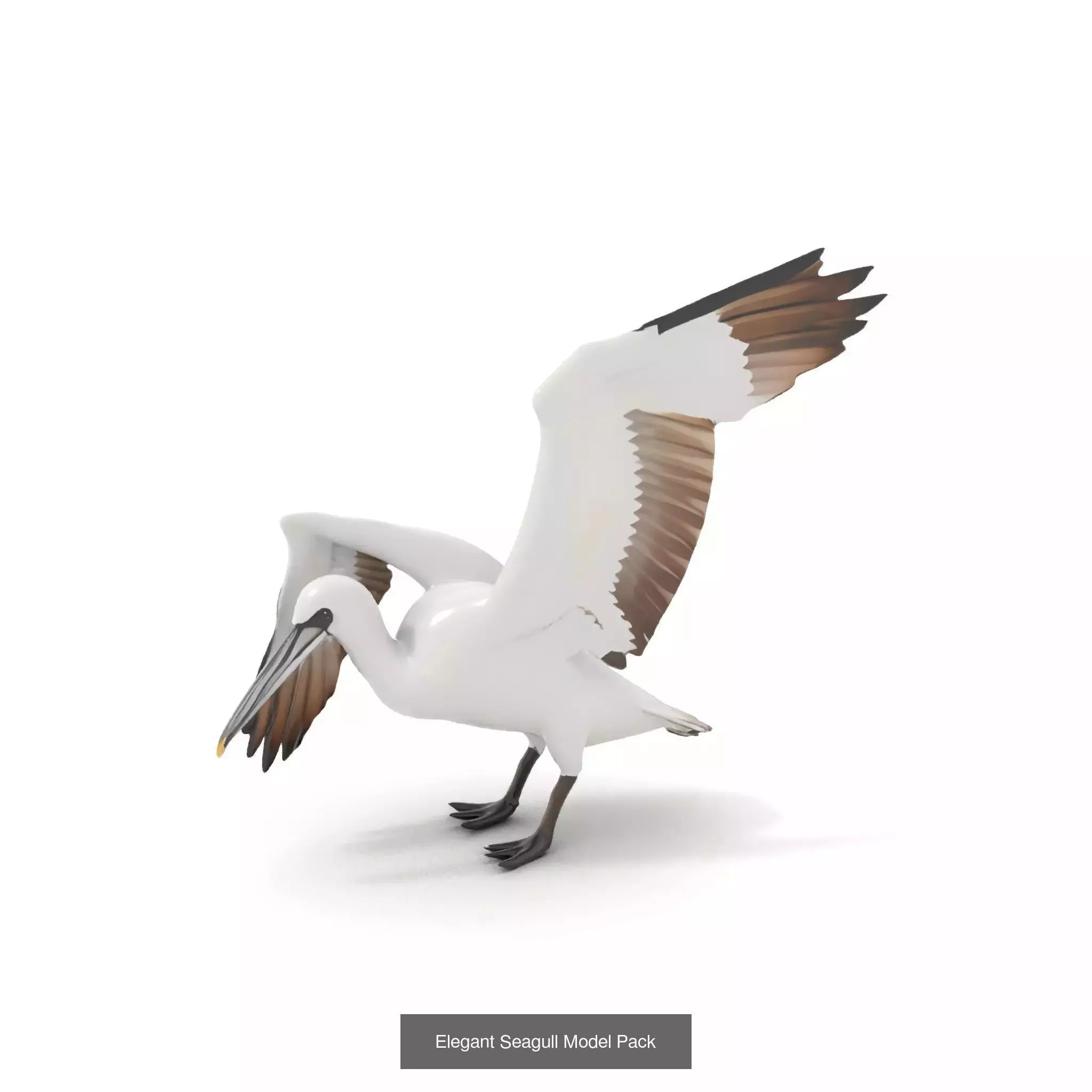 Avian Creations Pack 3D Model Collection_69