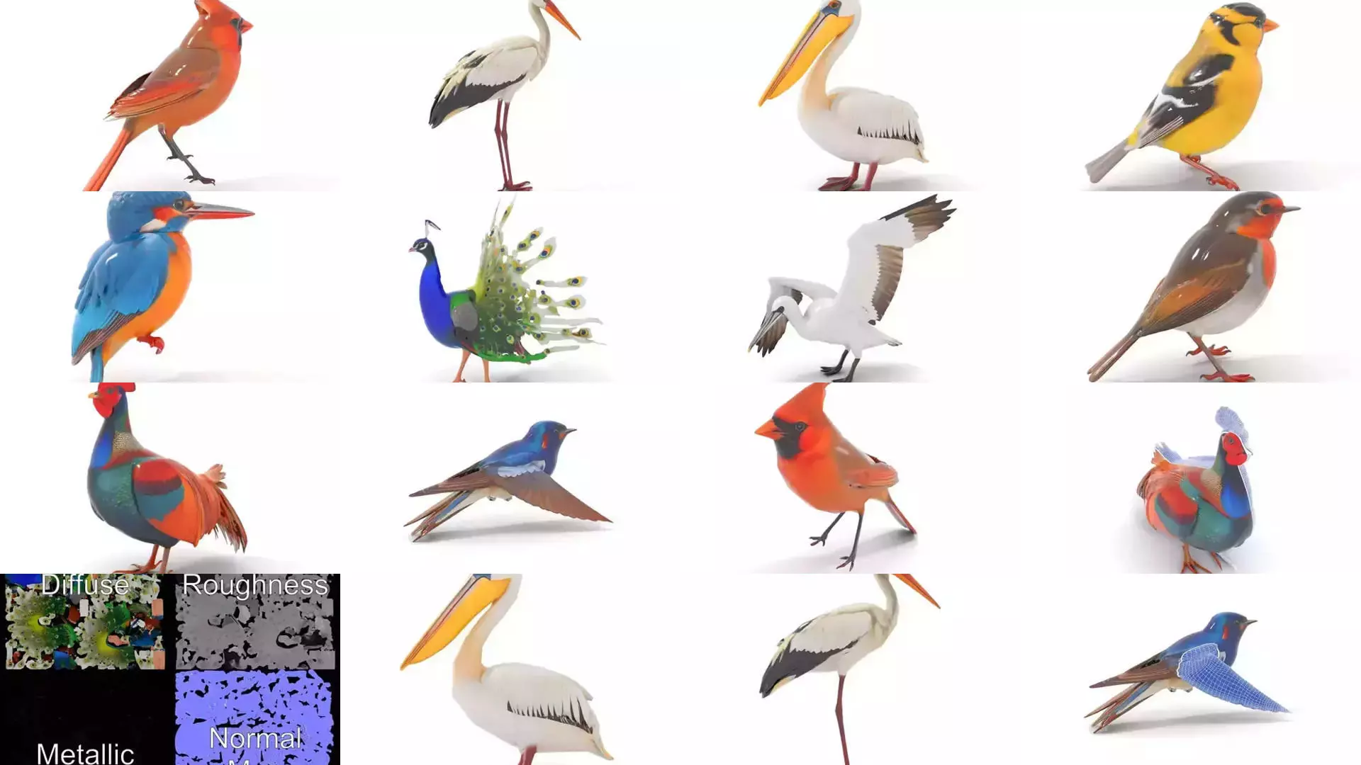 Avian Creations Pack 3D Model Collection_45