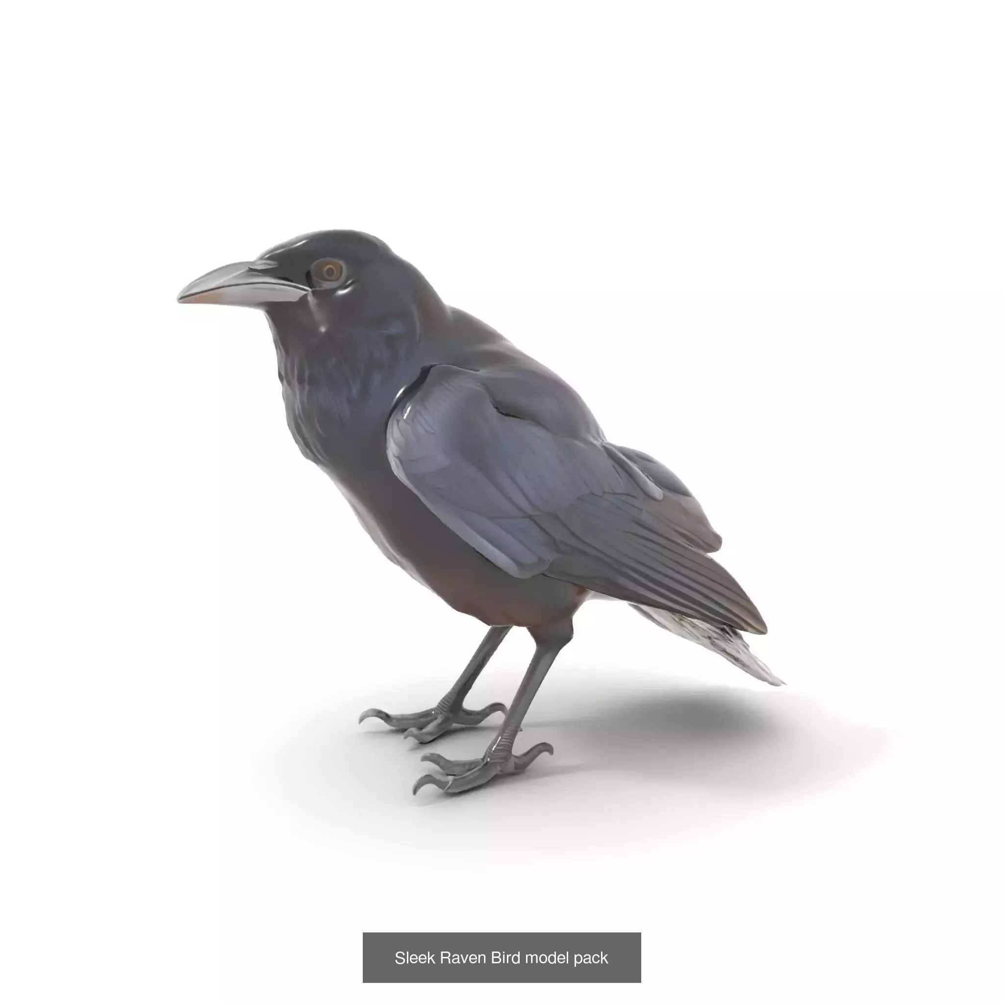 Avian Creations Pack 3D Model Collection_51