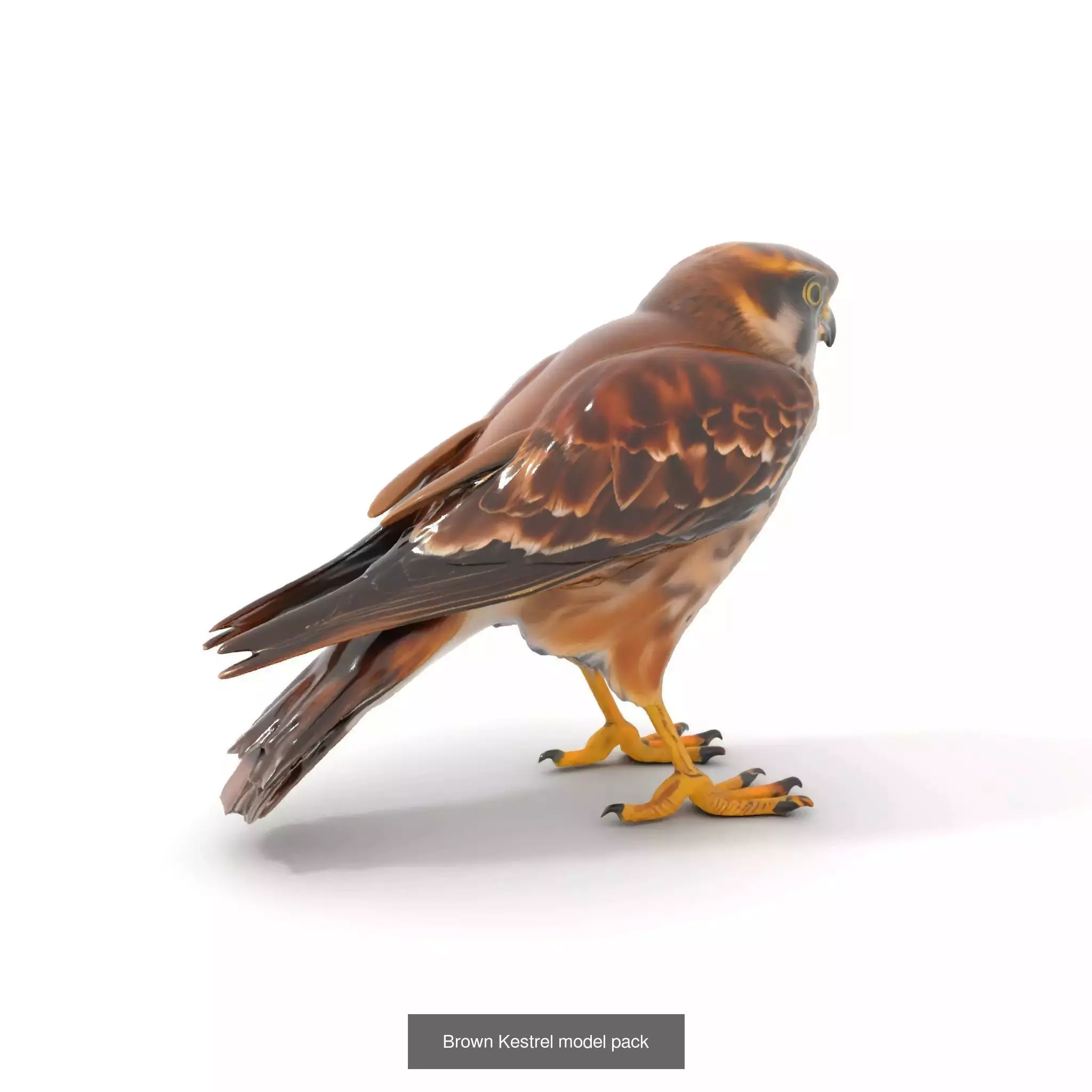 Avian Creations Pack 3D Model Collection_61