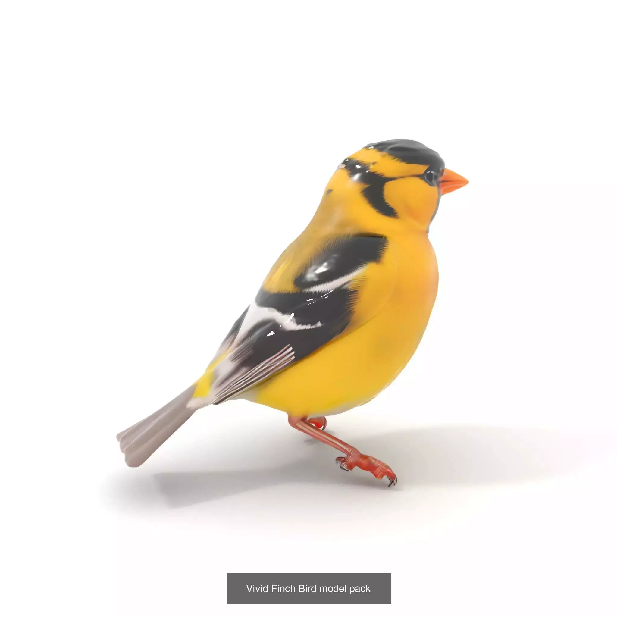 Avian Creations Pack 3D Model Collection_66