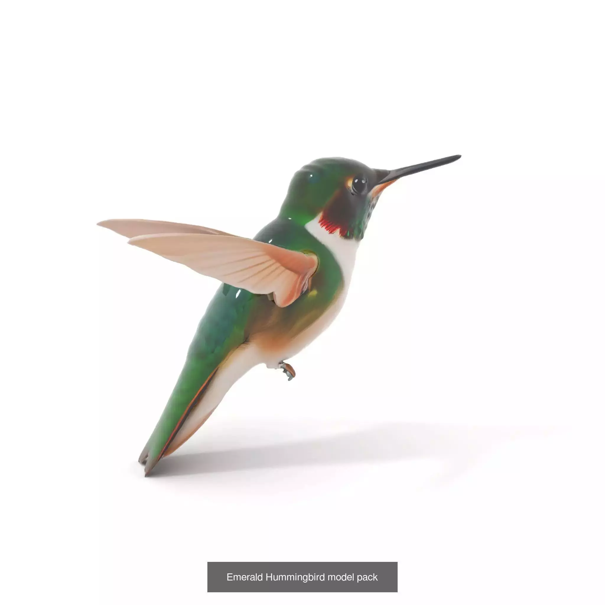 Avian Creations Pack 3D Model Collection_47