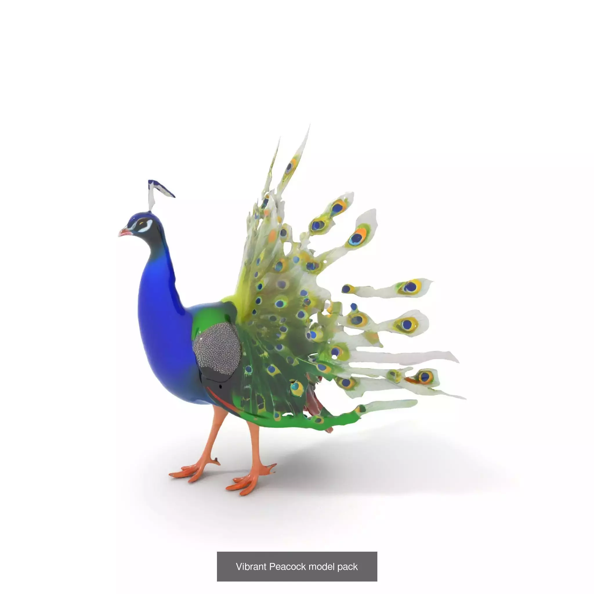 Avian Creations Pack 3D Model Collection_68