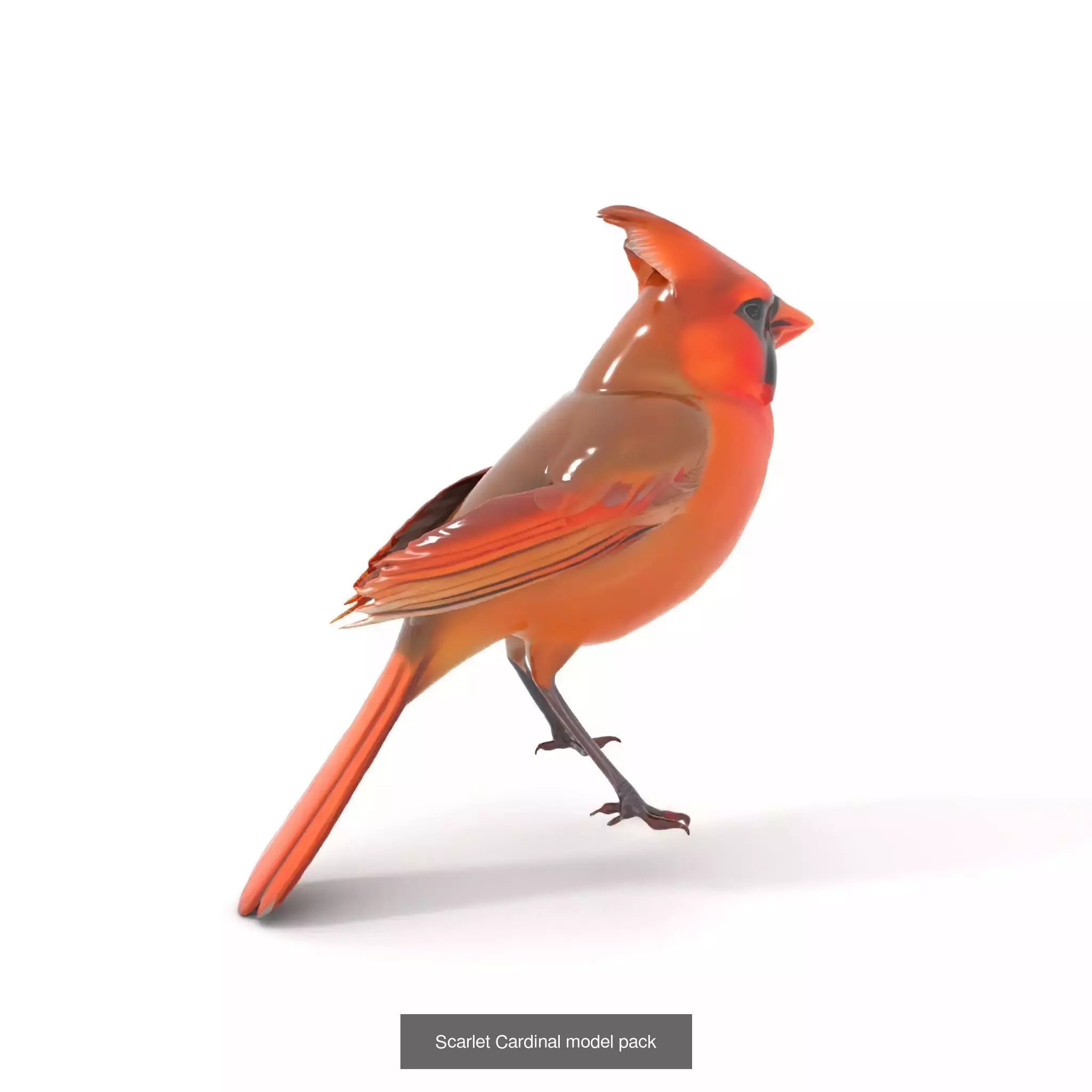 Avian Creations Pack 3D Model Collection_63