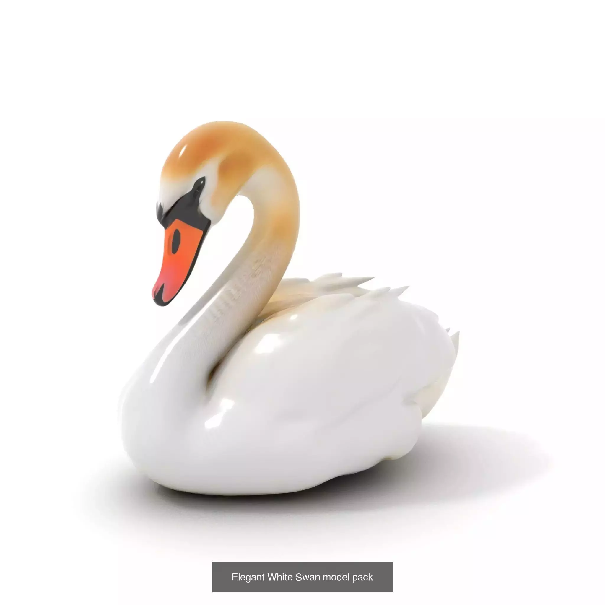 Avian Creations Pack 3D Model Collection_57