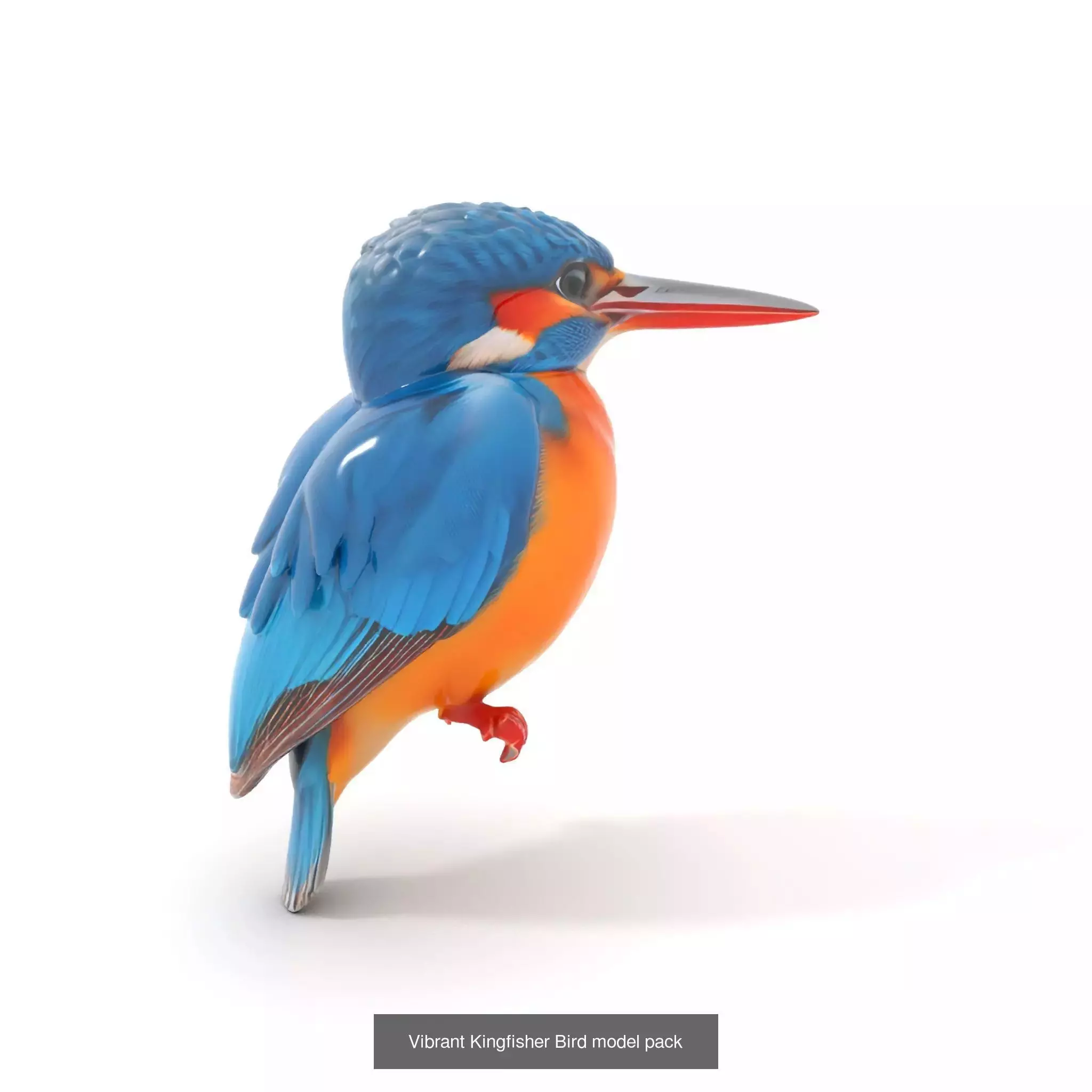 Avian Creations Pack 3D Model Collection_67