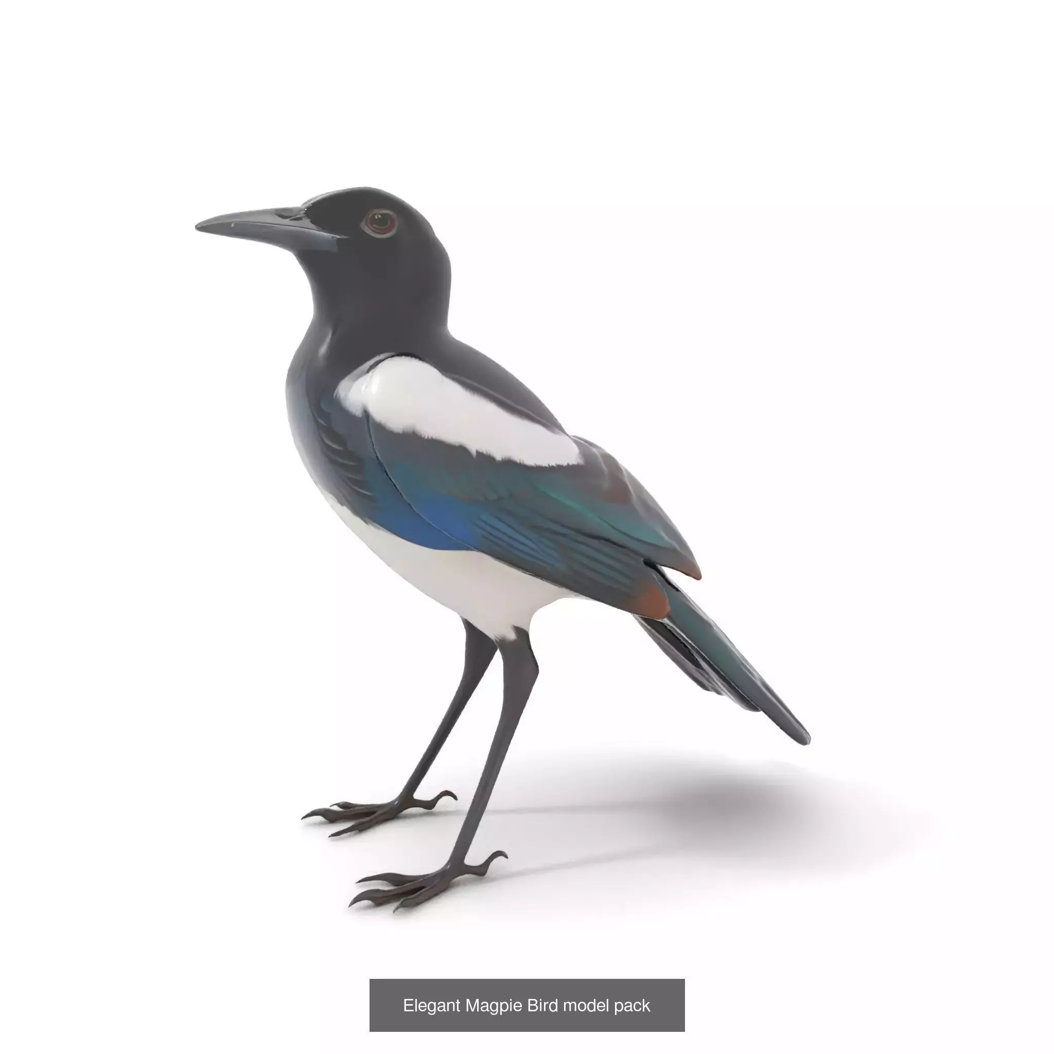 Avian Creations Pack 3D Model Collection_62