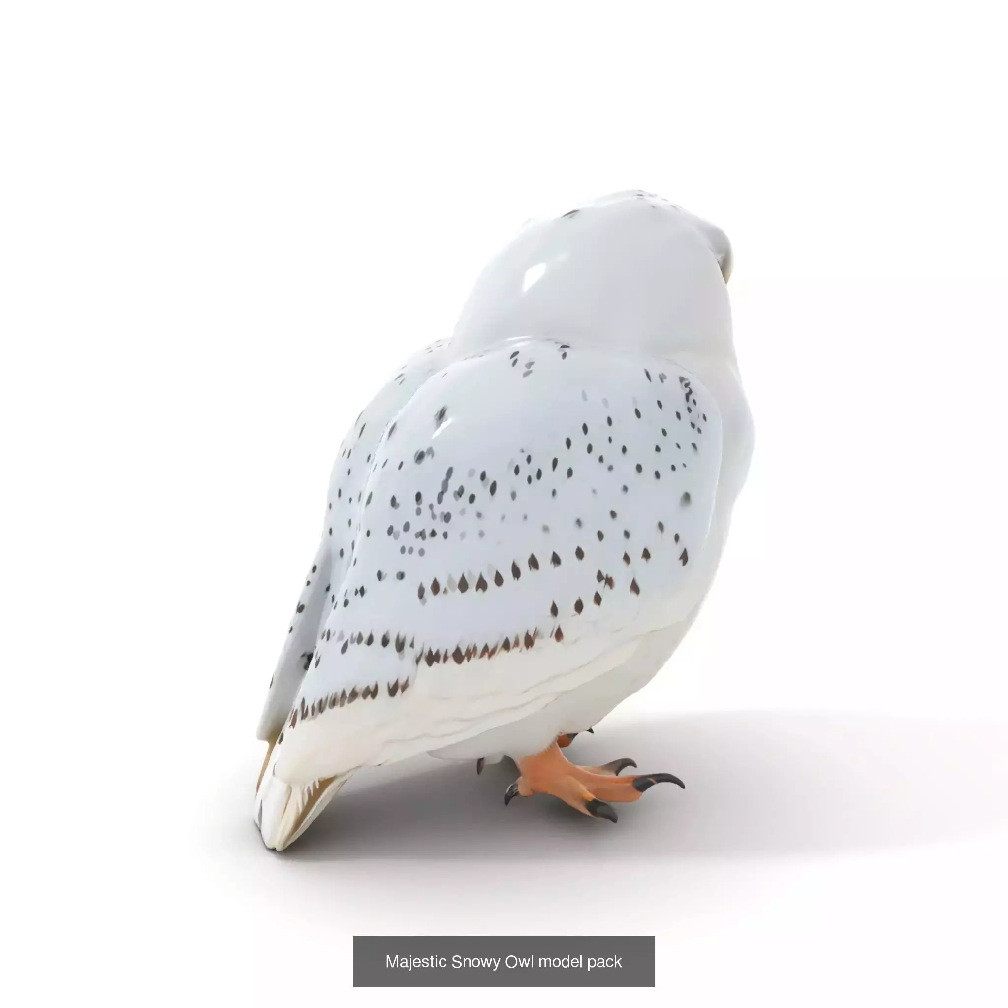 Avian Creations Pack 3D Model Collection_50