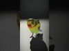 Avian Creations Pack 3D Model Collection_7