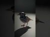 Avian Creations Pack 3D Model Collection_11