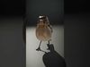 Avian Creations Pack 3D Model Collection_13