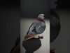 Avian Creations Pack 3D Model Collection_15