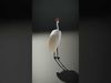 Avian Creations Pack 3D Model Collection_19