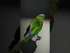 Avian Creations Pack 3D Model Collection_23