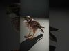 Avian Creations Pack 3D Model Collection_25