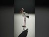 Avian Creations Pack 3D Model Collection_31