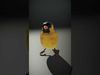 Avian Creations Pack 3D Model Collection_35