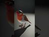 Avian Creations Pack 3D Model Collection_41