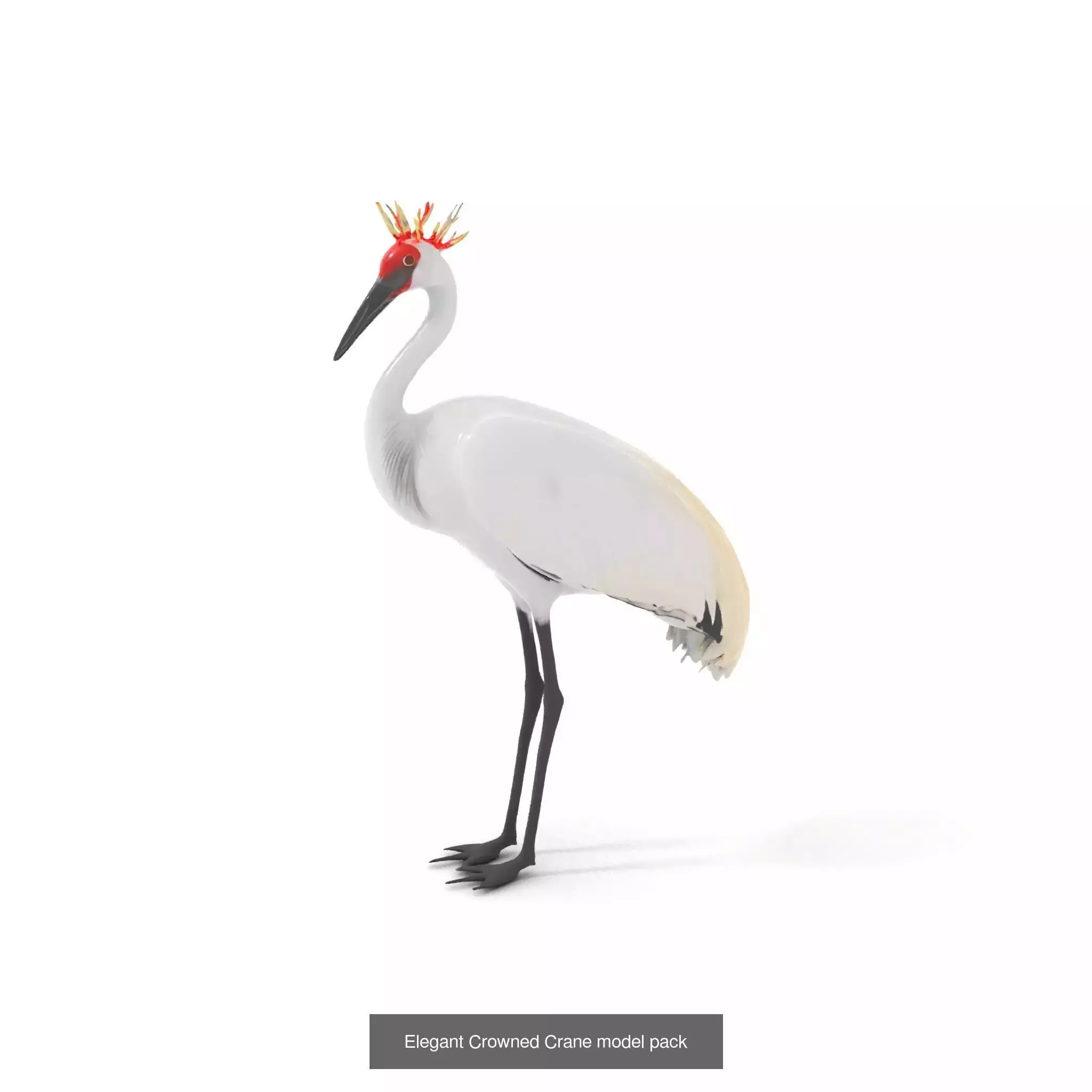 Avian Creations Pack 3D Model Collection_58