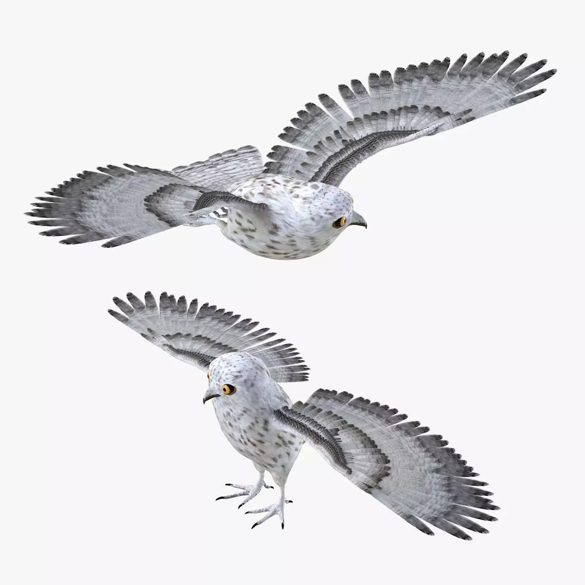 Owl bird rigged 3d model Low-poly 3D model_1