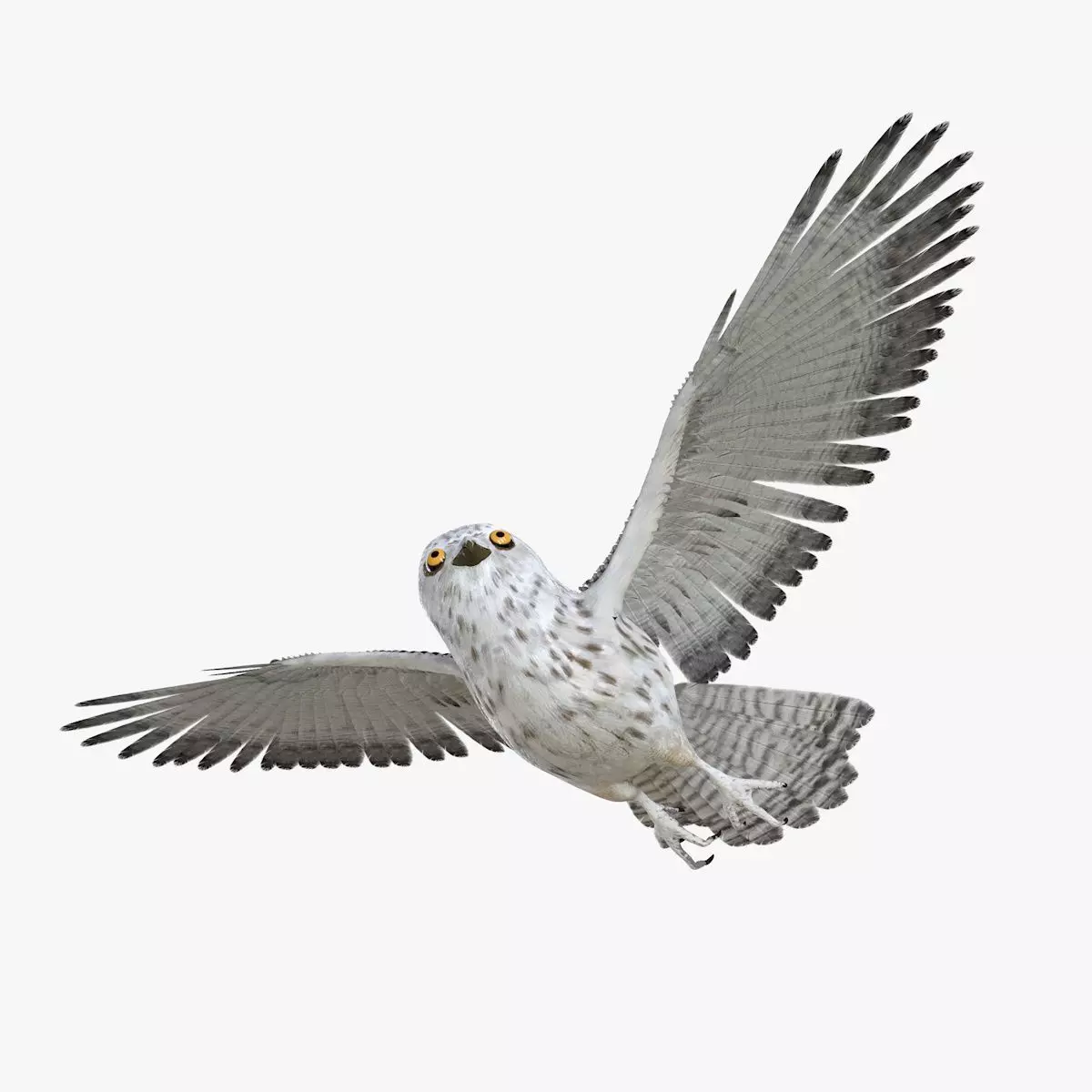 Owl bird rigged 3d model Low-poly 3D model_4