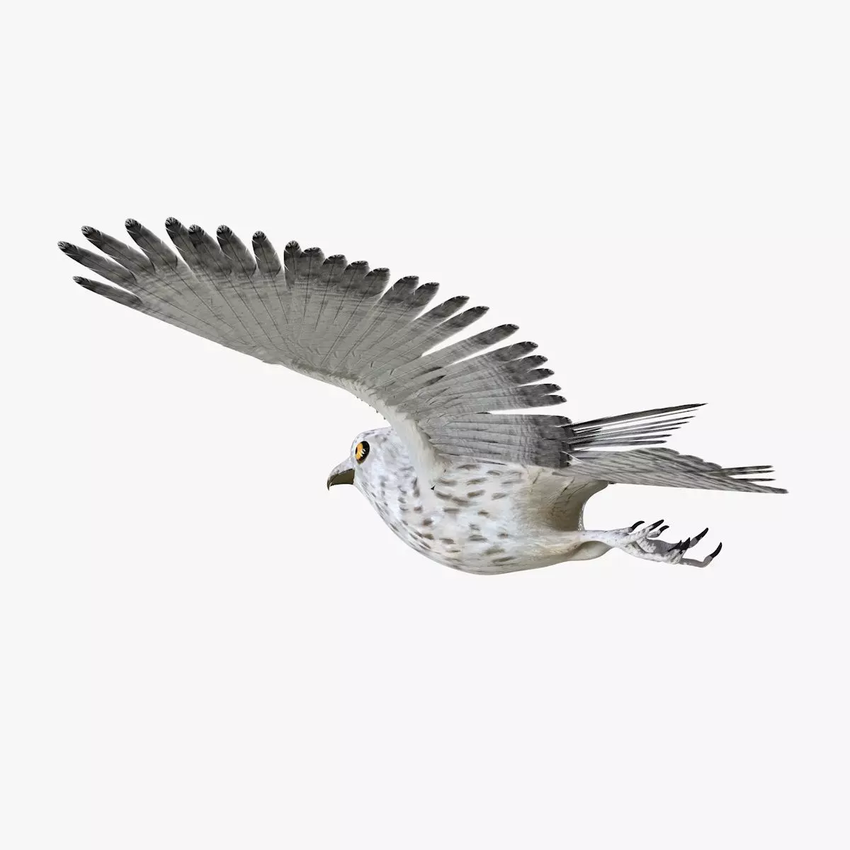 Owl bird rigged 3d model Low-poly 3D model_5