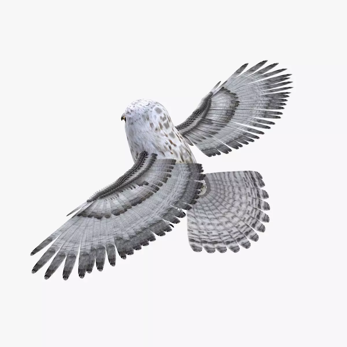 Owl bird rigged 3d model Low-poly 3D model_6