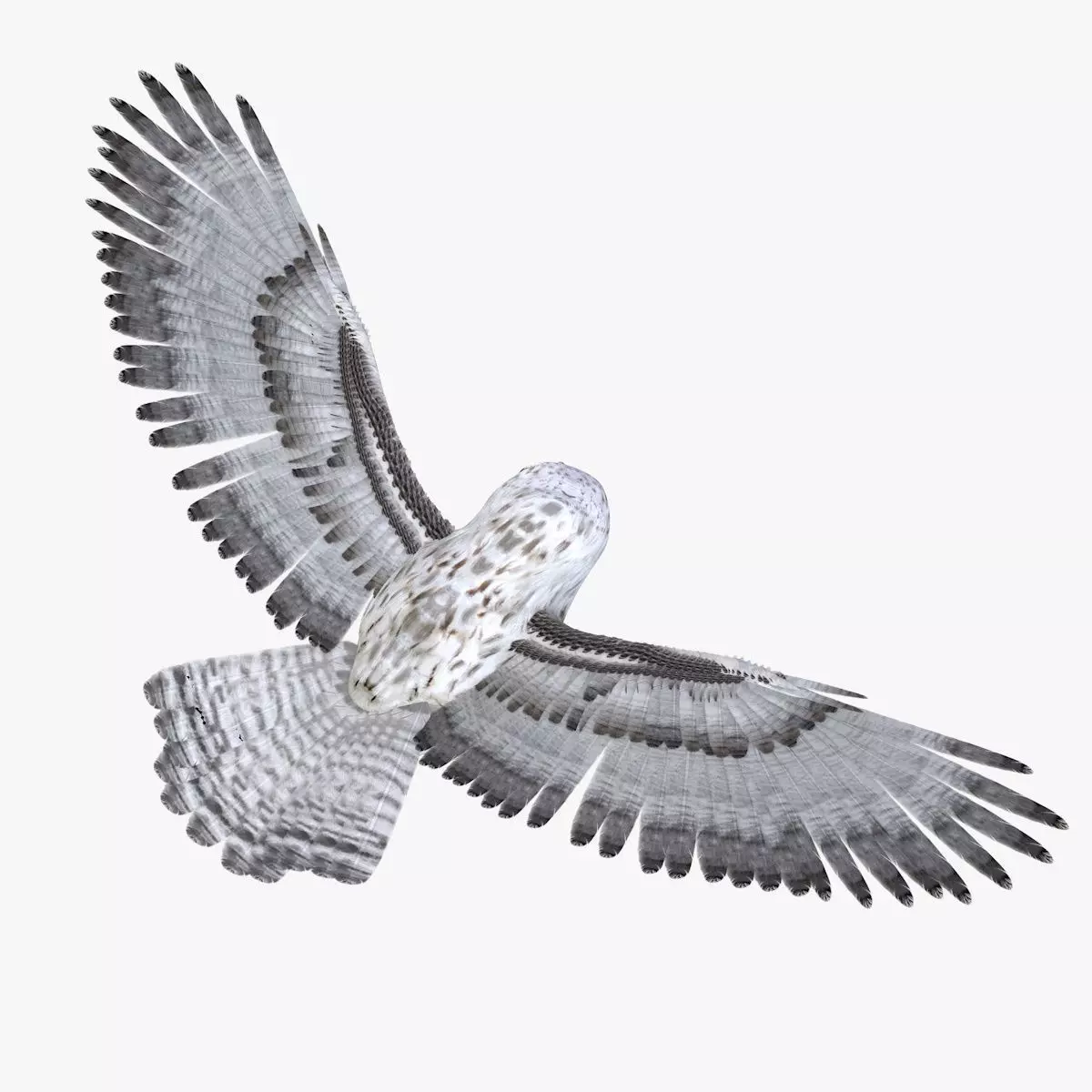 Owl bird rigged 3d model Low-poly 3D model_3