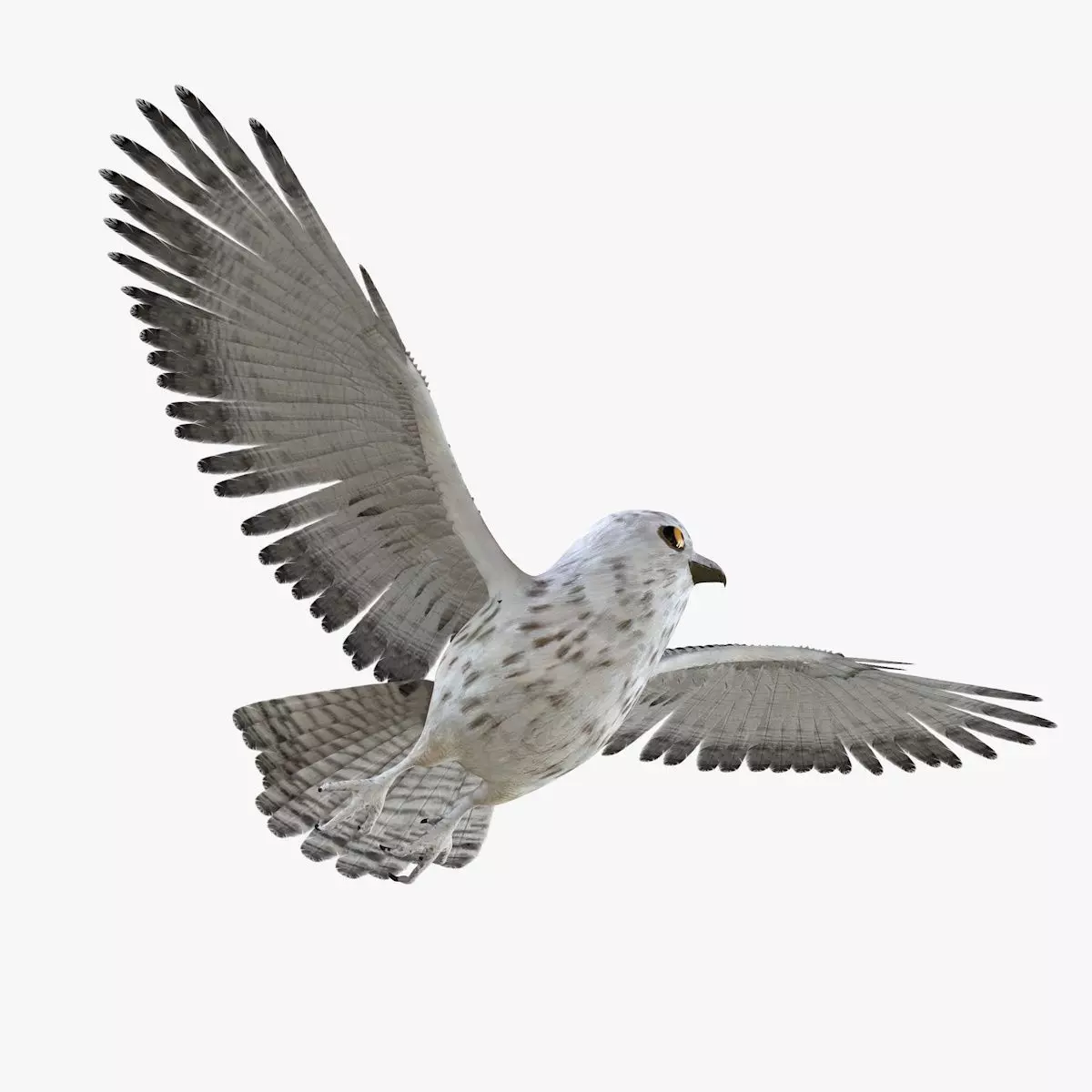 Owl bird rigged 3d model Low-poly 3D model_2