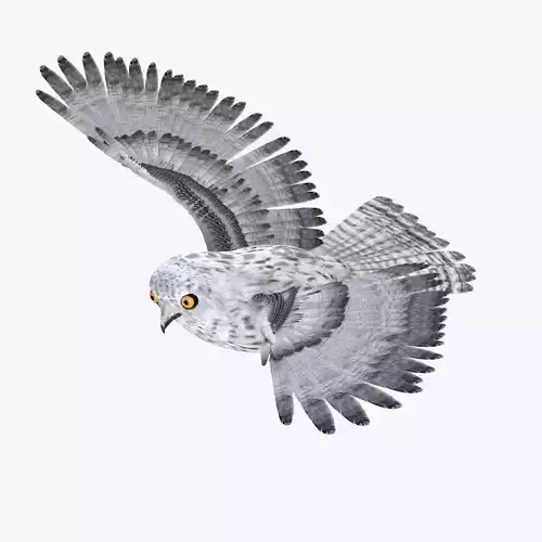 Owl bird rigged 3d model Low-poly 3D model