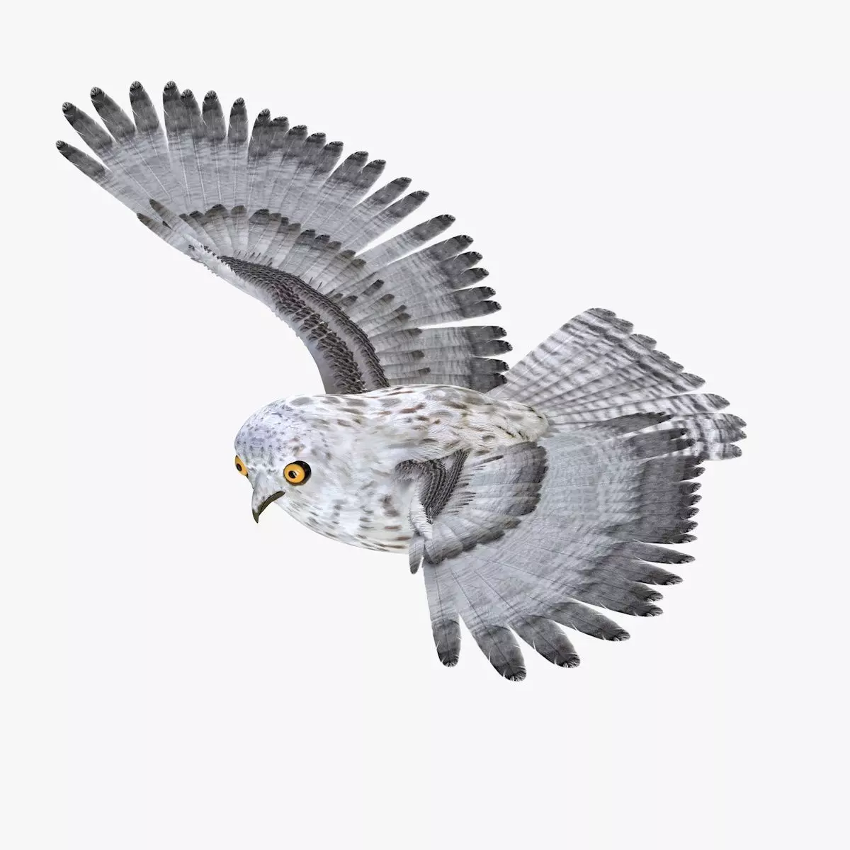 Owl bird rigged 3d model Low-poly 3D model_0