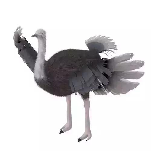 Ostrich bird rigged 3d model Low-poly 3D model