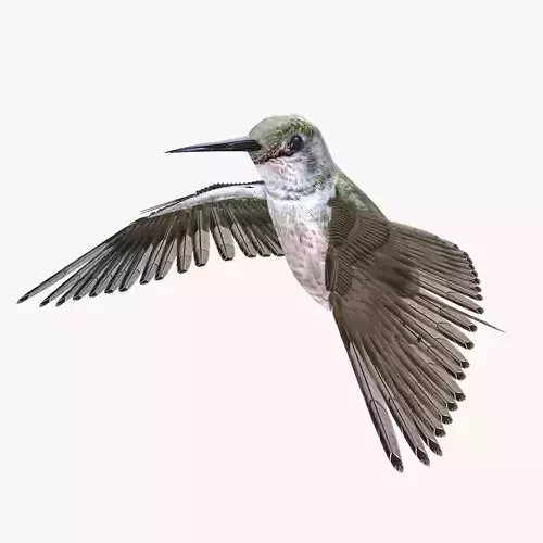 Hummingbird rigged 3d model Low-poly 3D model