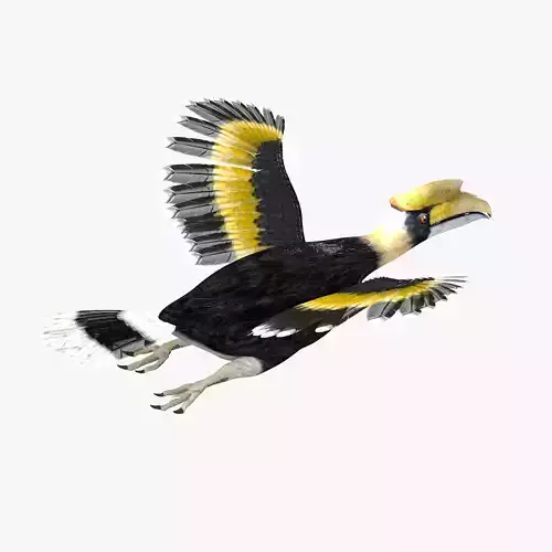 Hornbill bird rigged 3d model Low-poly 3D model