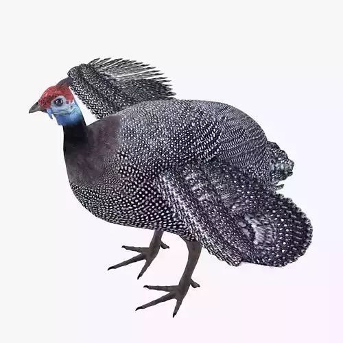Guineafowl bird rigged 3d model Low-poly 3D model