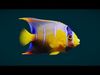 Coral Reef Fish Collection Animated - Game Ready pack 2 Low-poly 3D model_3