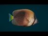 Coral Reef Fish Collection Animated - Game Ready pack 2 Low-poly 3D model_7