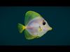 Coral Reef Fish Collection Animated - Game Ready pack 2 Low-poly 3D model_9
