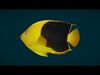 Coral Reef Fish Collection Animated - Game Ready pack 2 Low-poly 3D model_10