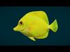 Coral Reef Fish Collection Animated - Game Ready pack 2 Low-poly 3D model_4