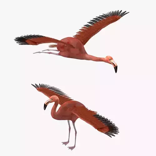 Flamingo bird rigged 3d model Low-poly 3D model