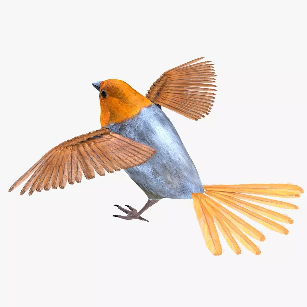 Finch bird rigged 3d model Low-poly 3D model_5