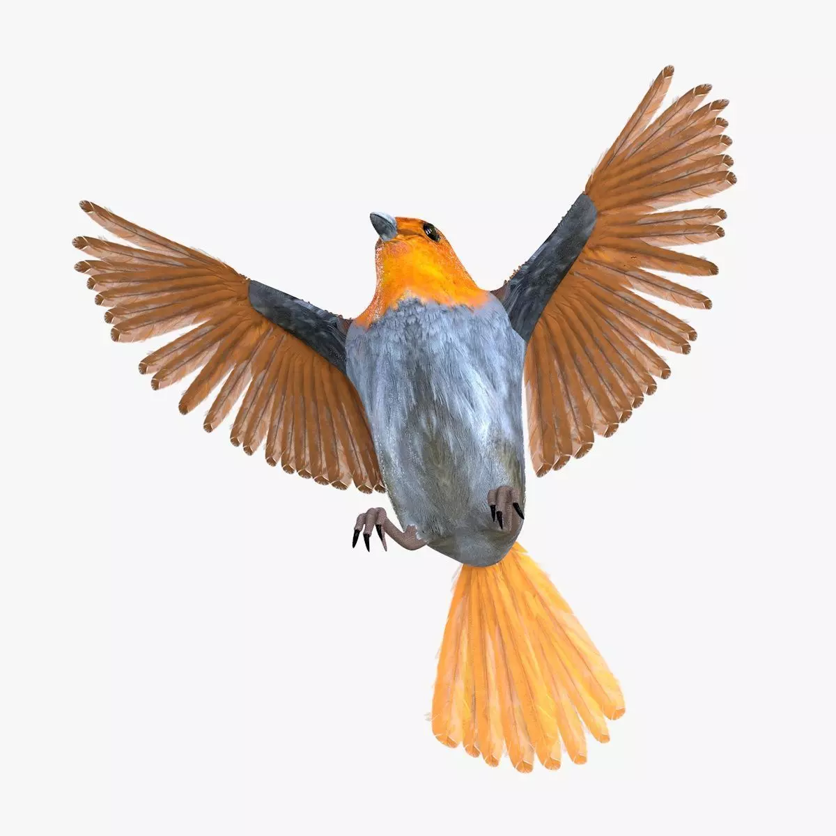 Finch bird rigged 3d model Low-poly 3D model_3